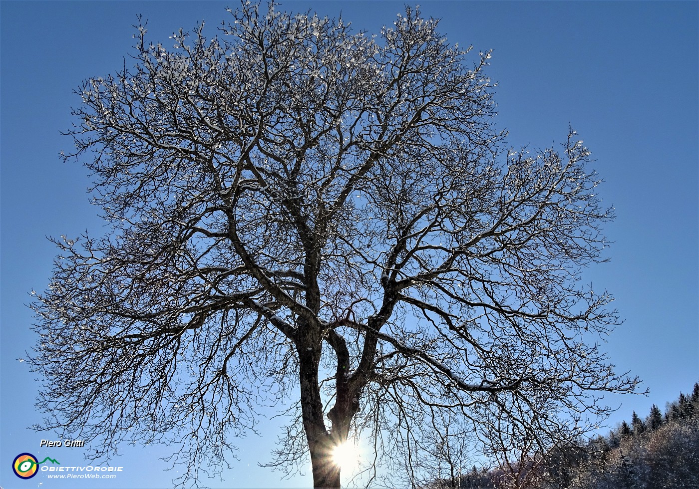 29 Splende il sole sul grande noce.JPG